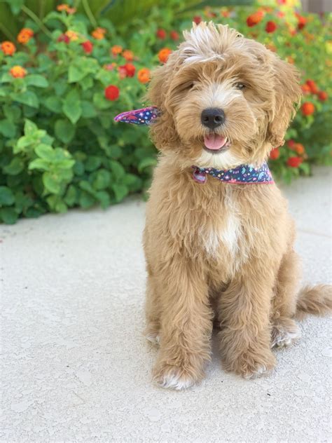 Teddy bear goldendoodle - Goldendoodles are just about the most popular dogs around these days. Their friendly temperaments, light-shedding coats, and cute teddy bear looks make these pups make wonderful family pets. Provided that you buy your Goldendoodle puppy from a reputable breeder, your pet should be healthy and long-lived, too.